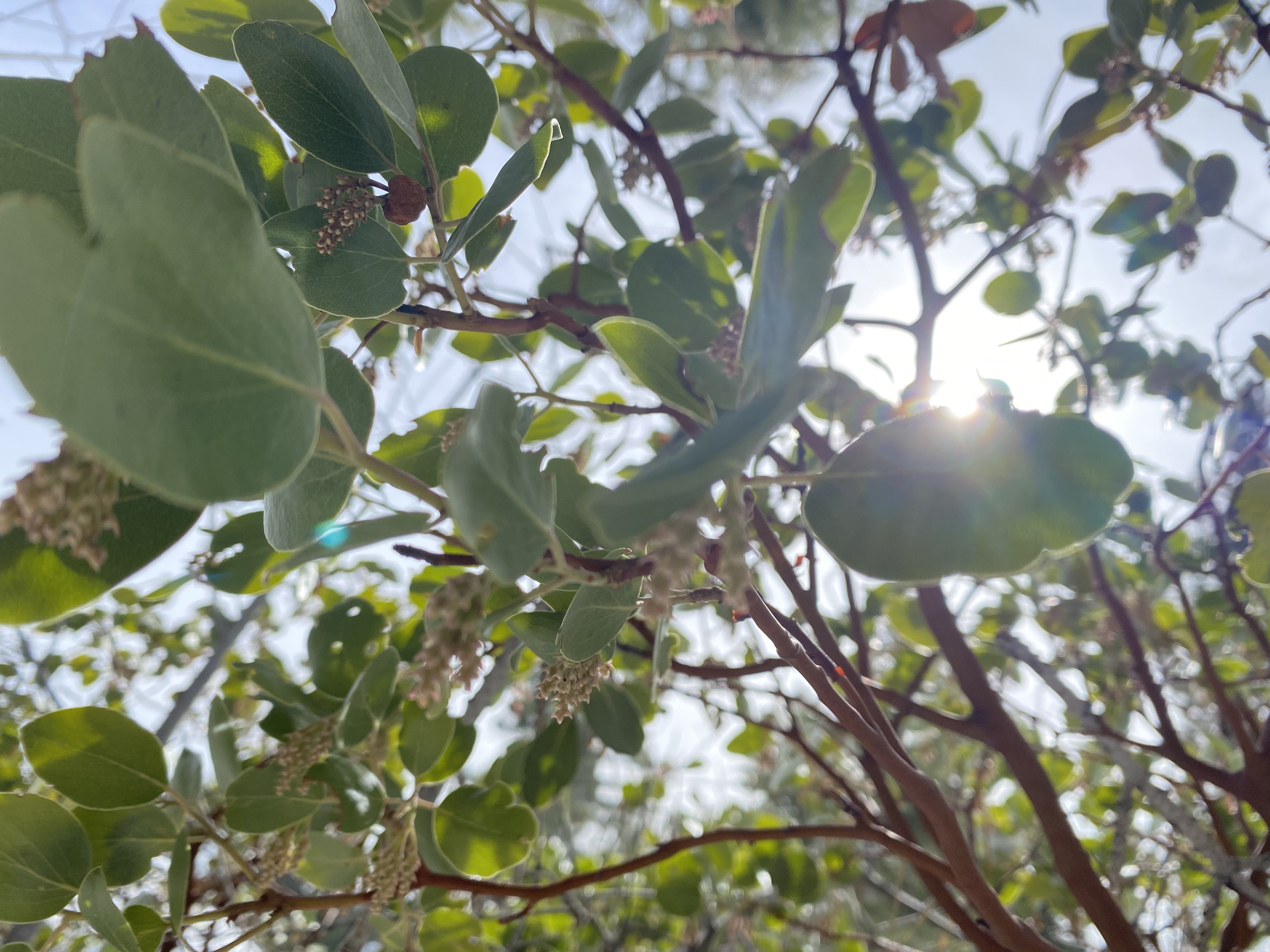 Sunshine Down